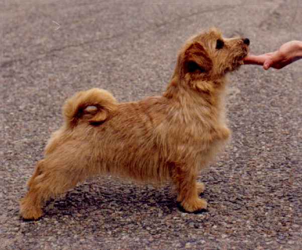 Norfolk Terrier: Guestlings Cherub
