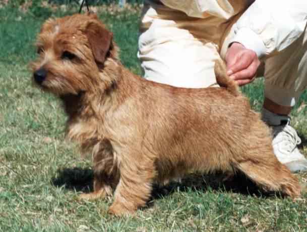 Norfolk Terrier: Guestlings Gregoria At Redriff