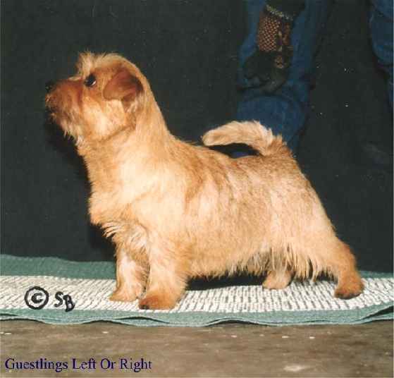 Norfolk Terrier: Guestlings Left Or Right