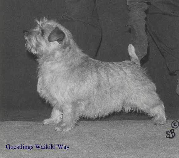 Norfolk Terrier: Guestlings Waikiki Way
