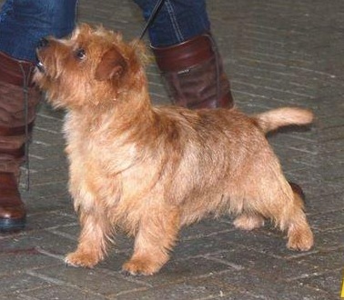 Norfolk Terrier: Guestlings Fair Play