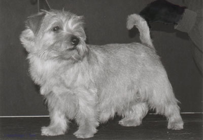 Norfolk Terrier: Guestlings Cher