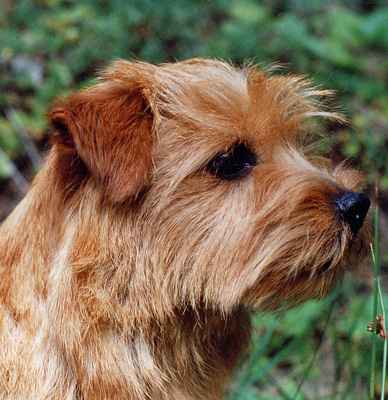 Norfolk Terrier: Guestlings Gregoria At Redriff