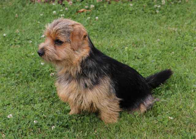 Norfolk Terrier: Heilurihannan Love Lace