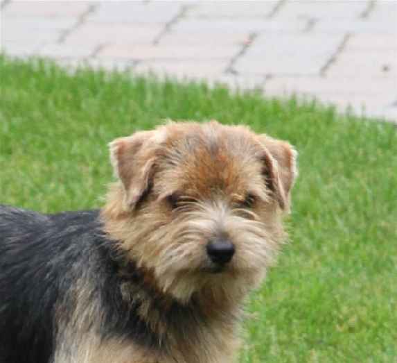 Norfolk Terrier: Heilurihannan Love Lace