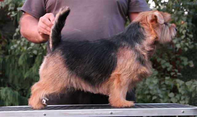 Norfolk Terrier: Heilurihannan Love Lace