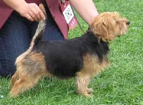 Norfolk Terrier: Heilurihannan Love On The Run