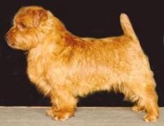 Norfolk Terrier: Hevans Titanic Jack