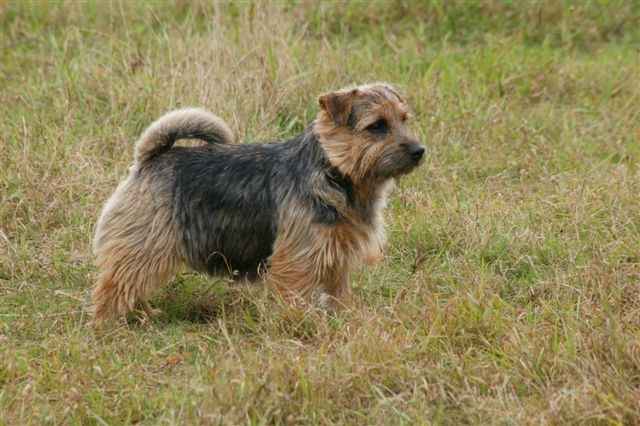 Norfolk Terrier: High Flyer's FILIP