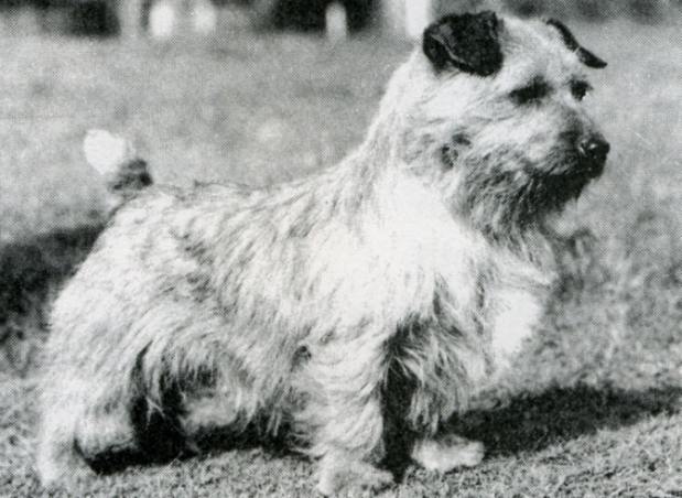 Norfolk Terrier: Ickworth Pathfinder