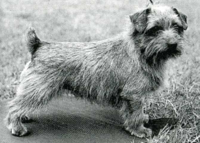 Norfolk Terrier: Ickworth Ready