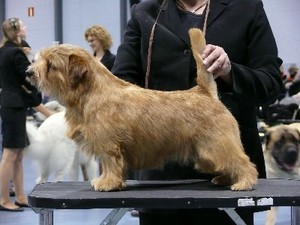 Norfolk Terrier: Jaeva Credit Crunch