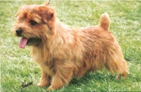 Norfolk Terrier: Jaeva Duty Free