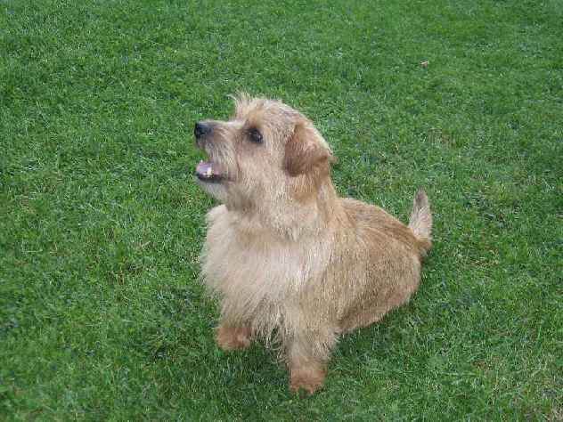 Norfolk Terrier: Kimi of Cackie od Spešovské skály