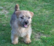 Norfolk Terrier: Klintagummans Iris