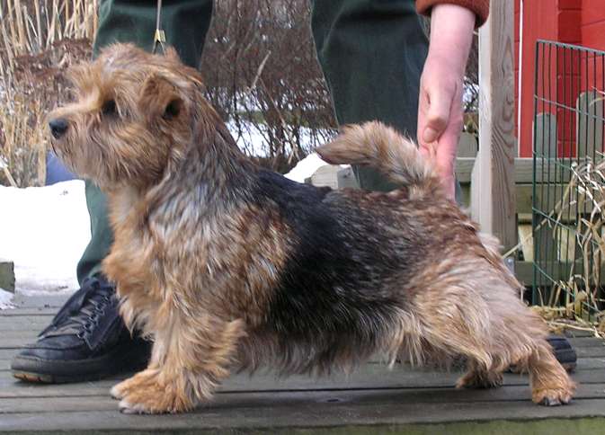 Norfolk Terrier: Klintagummans Nancy