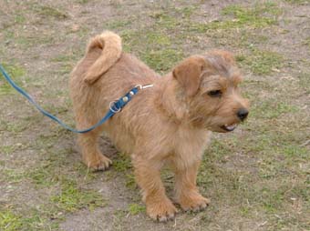 Norfolk Terrier: Knallasen's Yetman