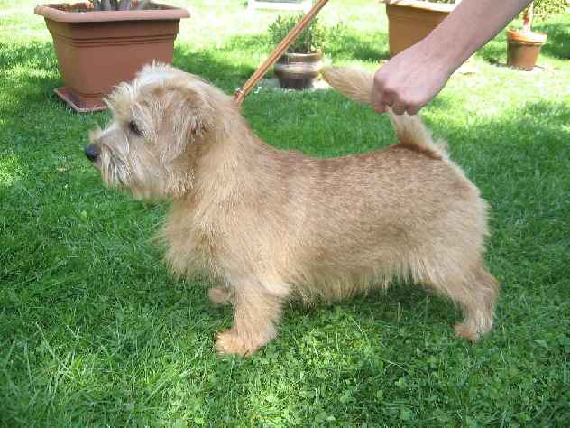 Norfolk Terrier: Lobeiro's Qissed By an Angel