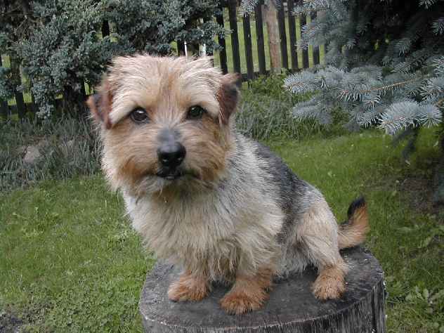 Norfolk Terrier: Lobeiro's Super Swede