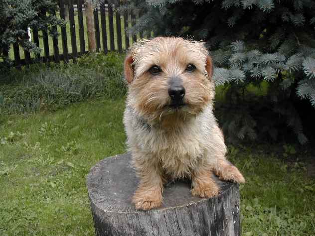 Norfolk Terrier: Lobeiro's Super Swede