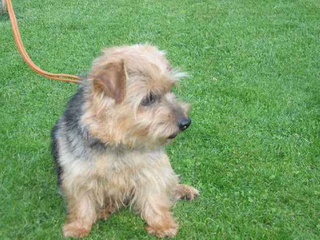 Norfolk Terrier: Lucci of Chagy od Spešovské skály
