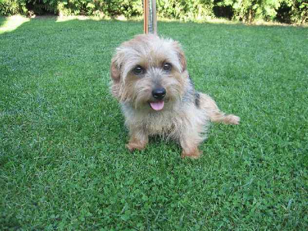 Norfolk Terrier: Lucci of Chagy od Spešovské skály