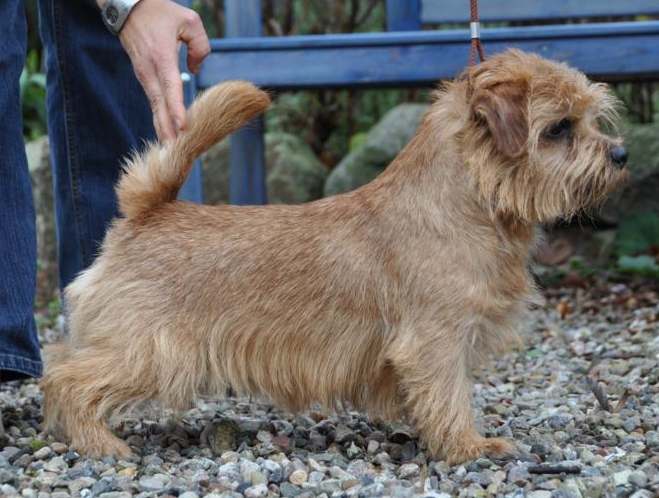 Norfolk Terrier: Marshmallows Superbowl