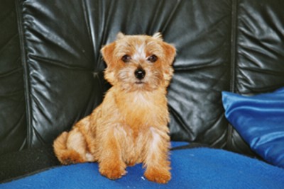 Norfolk Terrier: Marshmallows Tuzzy Taff