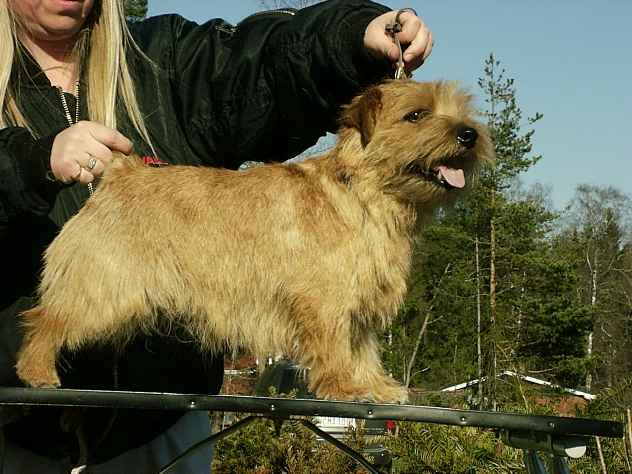 Norfolk Terrier: Max-Well's Eastwind