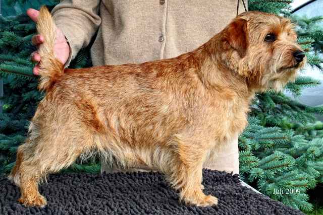 Norfolk Terrier: Mullsorkarnas Chase A Star