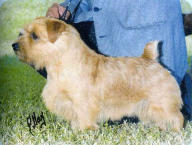 Norfolk Terrier: Nanfan Calamus