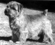 Norfolk Terrier: Nanfan Caper