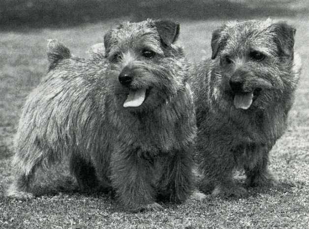 Norfolk Terrier: Nanfan Catmint