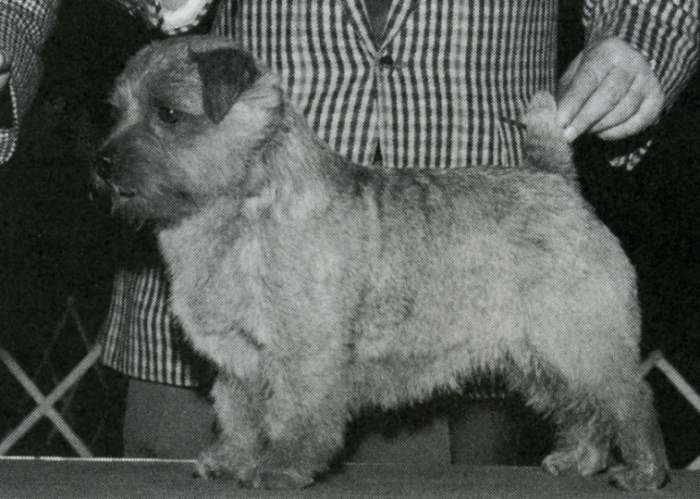 Norfolk Terrier: Nanfan Culver