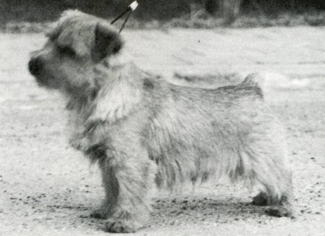 Norfolk Terrier: Nanfan Joystick