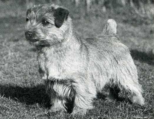 Norfolk Terrier: Nanfan Sweet Potato