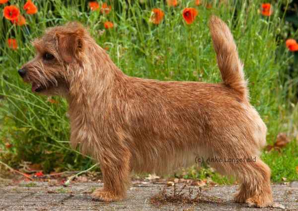 Norfolk Terrier: Peanuts Batida de Coco