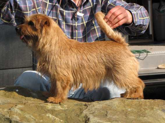 Norfolk Terrier: Peanuts Catch me if you can