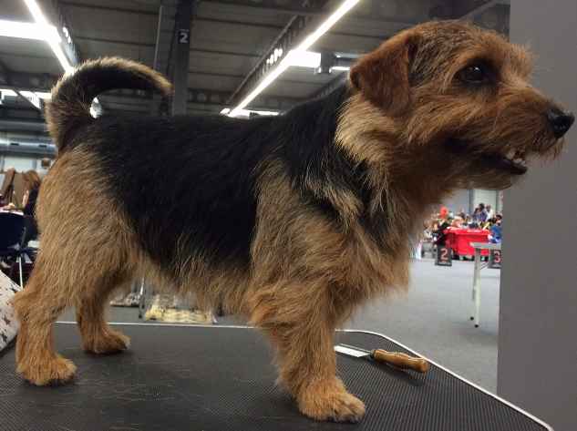 Norfolk Terrier: Peanuts Happy-Go-Lucky