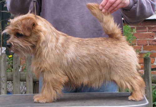 Norfolk Terrier: Peanuts Pig Pen