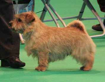 Norfolk Terrier: Penmire Wild Bramble By Brickin