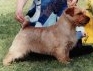 Norfolk Terrier: Porrigito Claypot