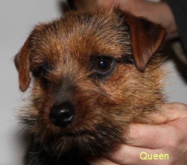 Norfolk Terrier: Queen of Lucci od Spešovské skály
