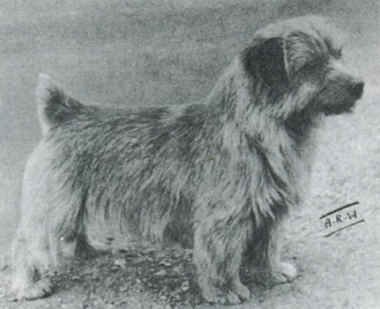 Norfolk Terrier: Ragus Bellario