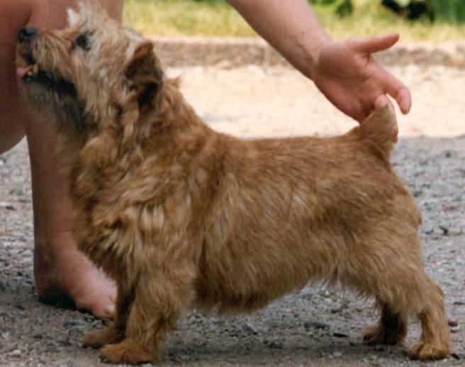 Norfolk Terrier: Ragus Betsy Trotwood