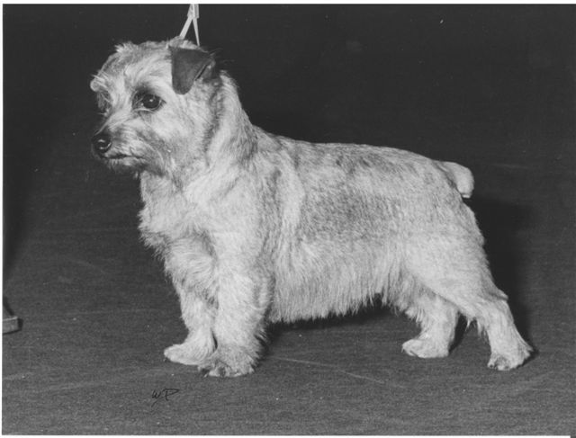 Norfolk Terrier: Ragus Betsy Trotwood