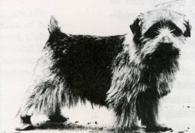 Norfolk Terrier: Ragus Blacksmith