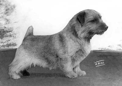Norfolk Terrier: Ragus Brigadoon