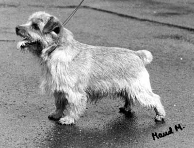 Norfolk Terrier: Ragus Buttermilk