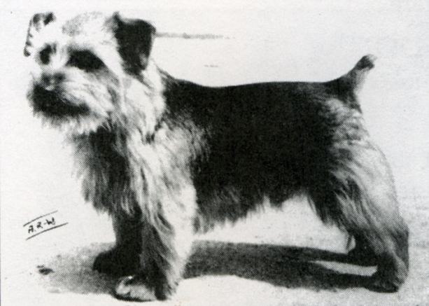 Norfolk Terrier: Ragus Whipcord